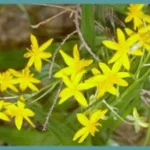 Hypoxis hemerocallidea — Gifbol