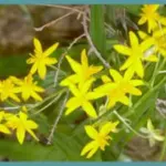 Hypoxis hemerocallidea — Gifbol