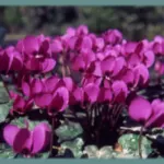Cyclamen pseudibericum