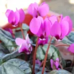Cyclamen pseudibericum — Cyclamen