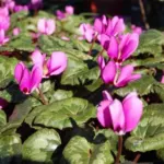 Cyclamen pseudibericum — pseudibericum