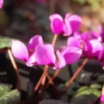 Cyclamen pseudibericum — photo 4