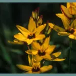 Ixia maculata &lsquo;Oiseau de Paradis&rsquo;