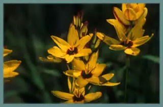Ixia maculata ‘Oiseau de Paradis’