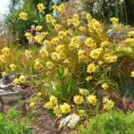 Ixia maculata &lsquo;Oiseau de Paradis&rsquo; — cornflower