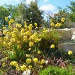 Ixia maculata &lsquo;Oiseau de Paradis&rsquo; — Ixia