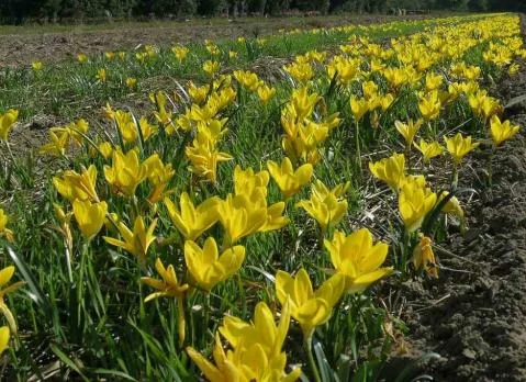 Sternbergia lutea