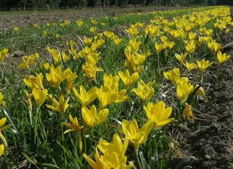 Sternbergia lutea