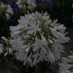 Agapanthus praecox ‘Albiflorus’ /100
