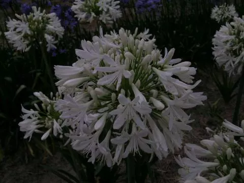 Agapanthus praecox ‘Albiflorus’ /100