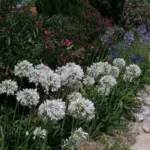 Agapanthus praecox ‘Albiflorus’ /100 — praecox