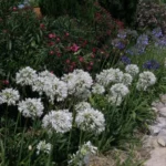 Agapanthus praecox &lsquo;Albiflorus&rsquo; /100 — photo 3