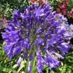 Agapanthus inapertus hybr A.inapertus x praecox Purple Cloud