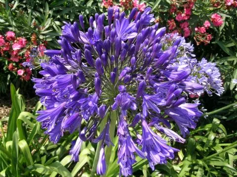 Agapanthus inapertus hybr A.inapertus x praecox Purple Cloud