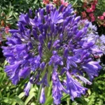 Agapanthus inapertus hybr A.inapertus x praecox Purple Cloud