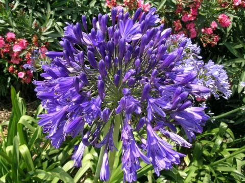 Agapanthus inapertus hybr A.inapertus x praecox Purple Cloud
