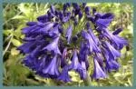 Agapanthus inapertus hybr A.inapertus x praecox Purple Cloud — Purple Cloud