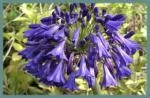 Agapanthus inapertus hybr A.inapertus x praecox Purple Cloud — photo 2