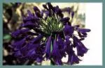 Agapanthus inapertus hybr A.inapertus x praecox Purple Cloud — inapertus