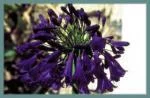 Agapanthus inapertus hybr A.inapertus x praecox Purple Cloud — photo 3