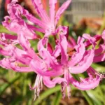 Nerine undulata/bowdenii hybride