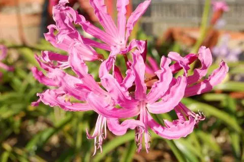 Nerine undulata/bowdenii hybride