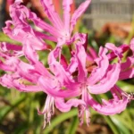 Nerine undulata/bowdenii hybride
