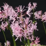Nerine undulata/bowdenii hybride — Nerine