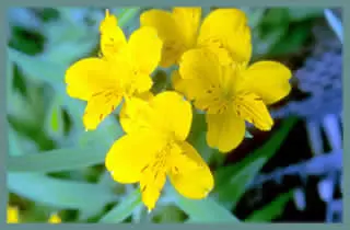 Alstrœmeria aurea