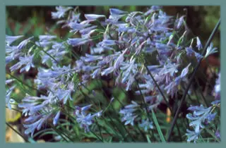 Agapanthus praecox Mini Blue
