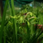 Freesia viridis viridis