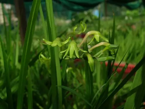 Freesia viridis viridis