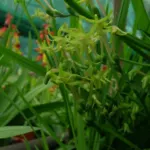 Freesia viridis viridis — Anomatheca