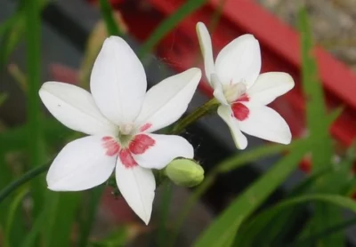 Freesia laxa ‘Joan Evans’