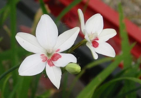 Freesia laxa ‘Joan Evans’
