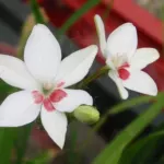 Freesia laxa ‘Joan Evans’