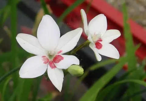 Freesia laxa ‘Joan Evans’