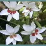 Freesia laxa ‘Joan Evans’ — Anomatheca