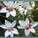 Freesia laxa ‘Joan Evans’ — Anomatheca