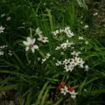 Freesia laxa ‘Joan Evans’ — Lapeirousia