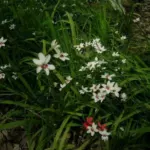 Freesia laxa ‘Joan Evans’ — Lapeirousia