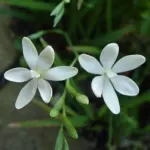 Freesia laxa ‘Joan Evans’ — cruenta