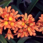 Clivia miniata