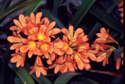 Clivia miniata
