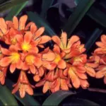 Clivia miniata