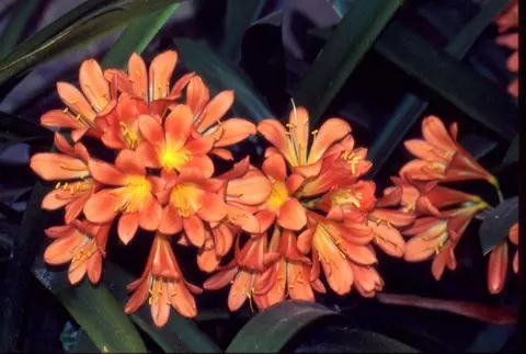Clivia miniata