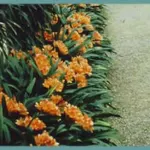 Clivia miniata — photo 2