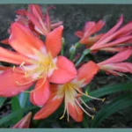 Clivia miniata — photo 3