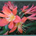 Clivia miniata — photo 3