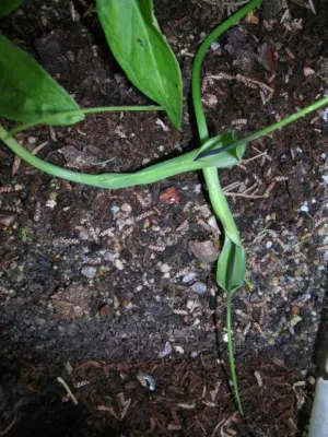 Pinellia ternata